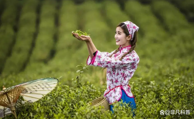 2000一斤的鴨屎香，究竟是什么茶？這個價格包含智商稅嗎？