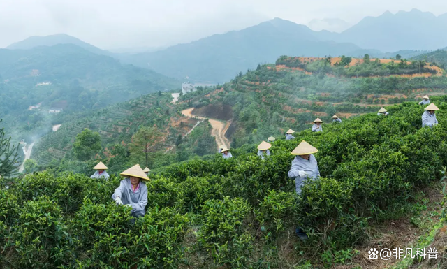 2000一斤的鴨屎香，究竟是什么茶？這個價格包含智商稅嗎？