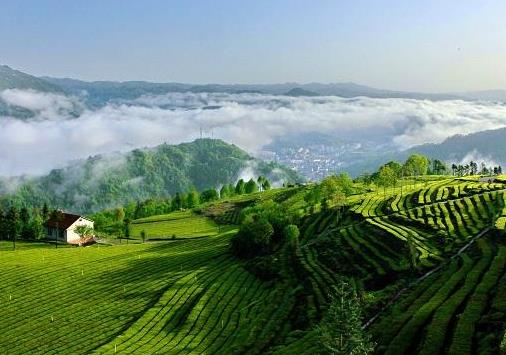 宜紅工夫茶屬于是湖北茗茶嗎？