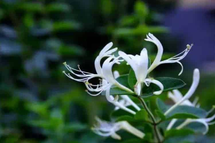 金銀花泡水喝竟有6個害處_金銀花為什么不能喝