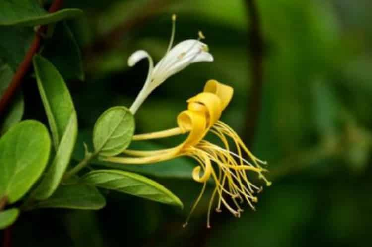 金銀花泡水喝竟有6個害處_金銀花為什么不能喝