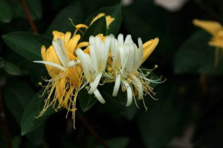 金銀花泡水喝竟有6個害處_金銀花為什么不能喝