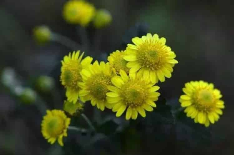 金銀花跟野菊花可以一起泡嗎_可以起到散熱去火的作用