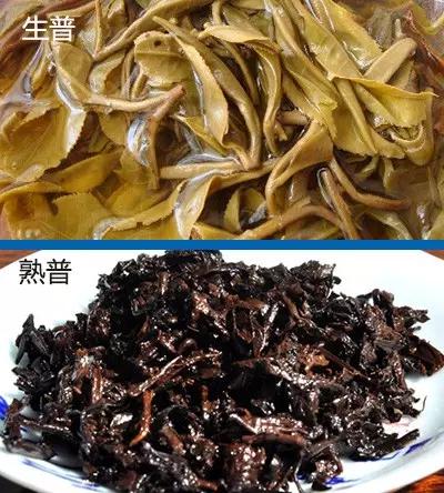 普洱茶生茶和熟茶的區(qū)別(普洱生茶與熟茶不同之處)