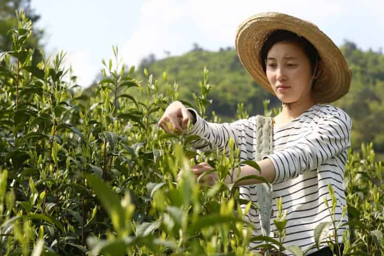 黃山猴魁茶葉多少錢一斤（100克拍出20萬元天價(jià)的太平猴魁）