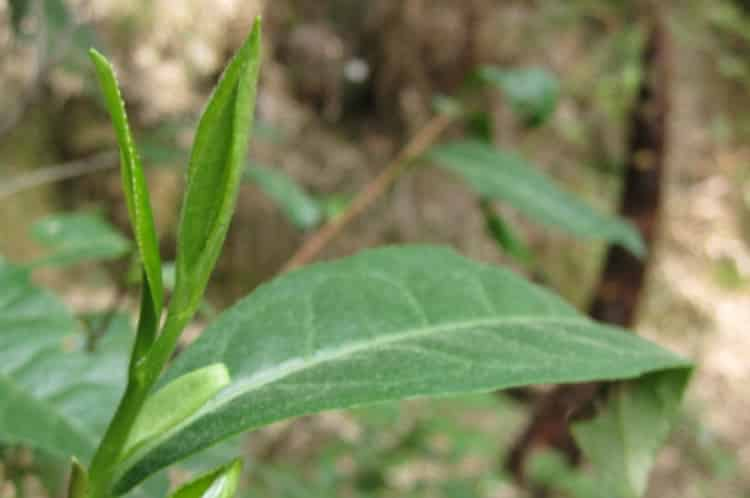 野生茶有哪幾種_野生茶特點簡介