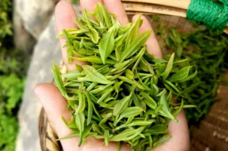 綠茶價(jià)格多少錢一斤_綠茶市場價(jià)幾十到上千元的都有