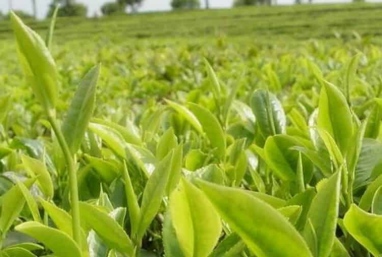 普洱茶是堿性還是酸性：新生茶酸性，熟茶和老生茶堿性