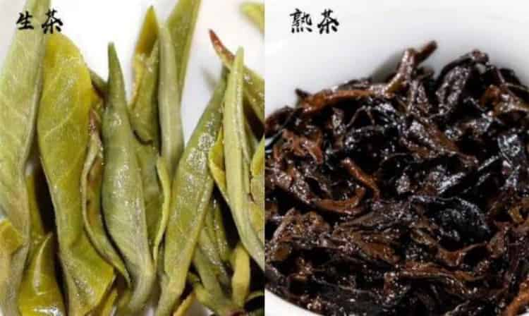 普洱茶生茶熟茶區(qū)分，茶色、湯色、茶味、葉底、功效不同