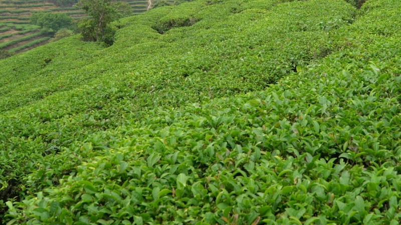 八仙茶屬于什么茶