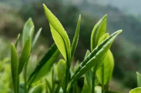 雨前茶什么意思