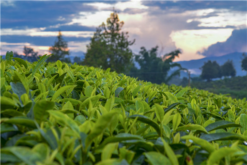 名茶新秀“毛峰茶葉”價(jià)格多少錢一斤？它屬于什么茶？產(chǎn)地在