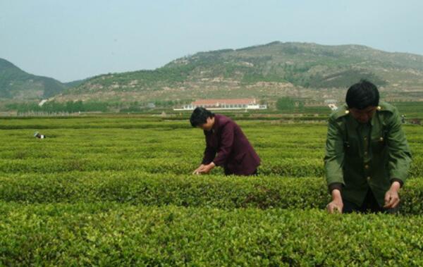 日照綠茶的特點，比普通綠茶更大（沖泡茶水顏色更深）