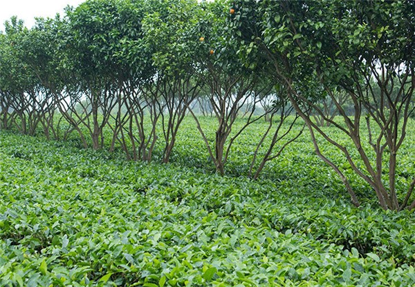 英德紅茶哪種好？