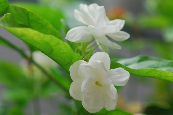 茉莉花茶的制作工藝流程_如何制作茉莉花茶