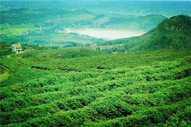 君山銀針屬于什么茶（君山銀針等級區(qū)分）