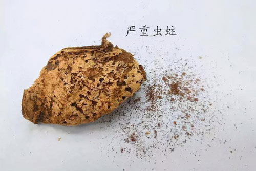 陳皮被蟲蛀了還能吃嗎？