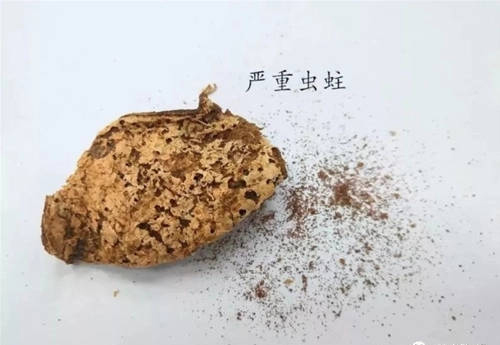 為什么說生蟲的陳皮更好更貴