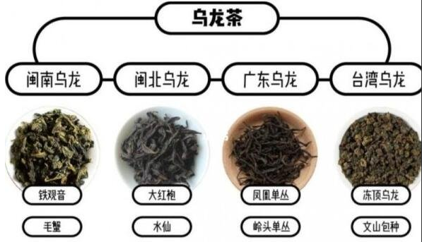 烏龍茶屬于什么茶？青茶(因特殊的半發(fā)酵制作工序而得名) 