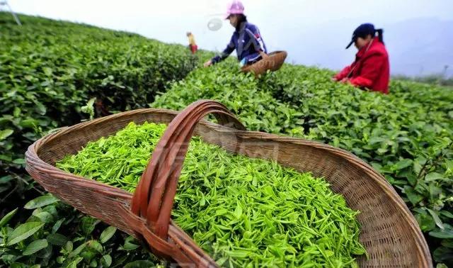 重慶十大名茶排名，重慶本地茶葉什么品牌最好