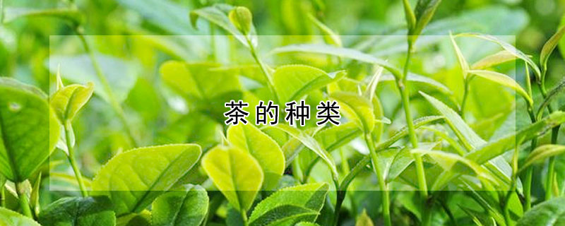 茶的種類（茶有哪些種類）