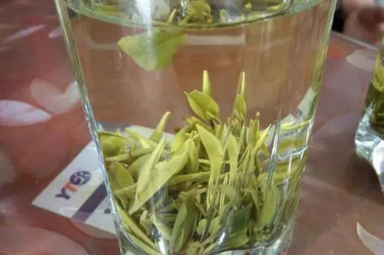 霍山黃芽是什么茶