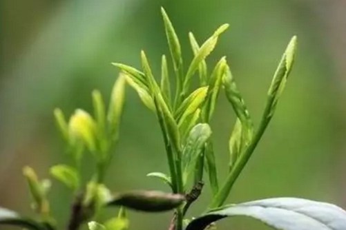 霍山黃芽的功效與作用，霍山黃芽安徽五大名茶之一