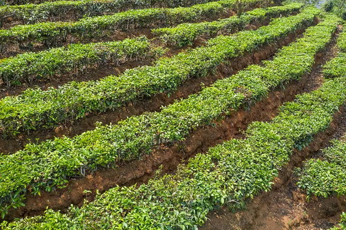 千兩茶黑茶香煙（泡黑茶步驟）