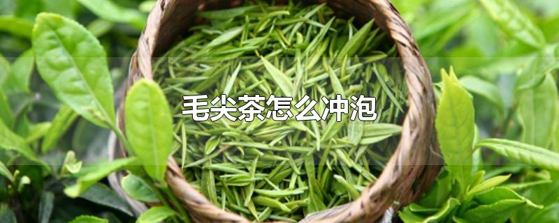 毛尖茶怎么沖泡（毛尖茶怎么沖泡立起來）