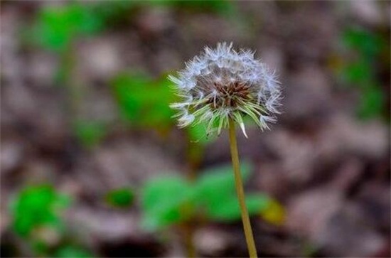 蒲公英能減肥嗎，可以減肥(附減肥食用方法)