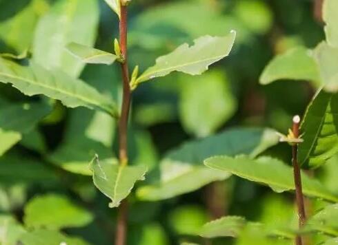 西湖翁家山恢復(fù)86年前“喊山祭茶”習(xí)俗 祈愿茶農(nóng)好收成