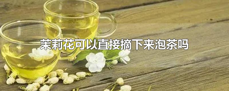 茉莉花可以直接摘下來泡茶嗎（剛剛摘的茉莉花可以泡茶嗎）