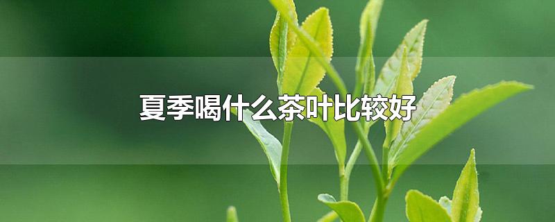 夏季喝什么茶葉比較好（夏季喝什么茶葉比較好養(yǎng)生）