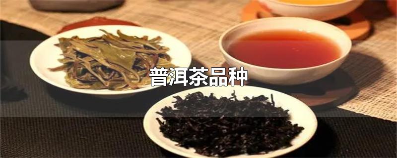 普洱茶品種（普洱茶品種大全一覽表）