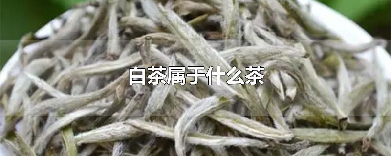 白茶屬于什么茶（白茶屬于什么茶的功效與作用）