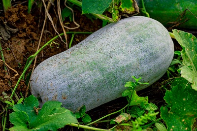 濕熱最怕三種茶_去濕熱多喝這三種茶