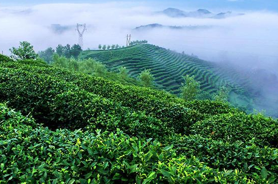 最好的富硒茶是哪里產(chǎn)的（中國兩大富硒茶產(chǎn)地