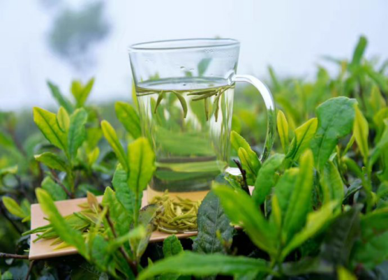 午子仙毫是涼性茶嗎？帶你科學(xué)認(rèn)識(shí)午子仙毫的茶性！