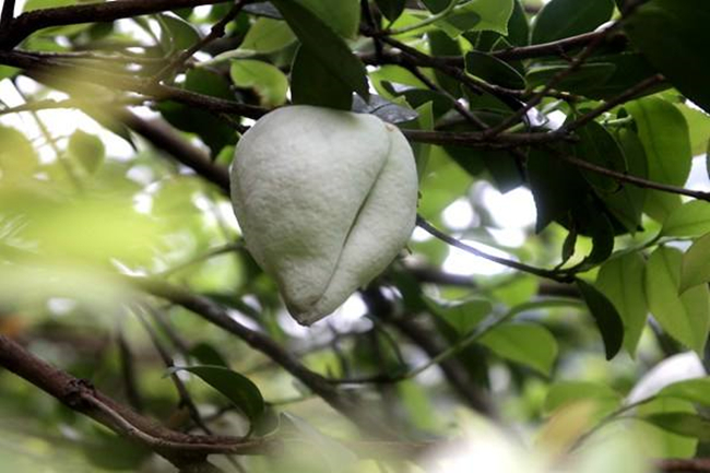 茶桃多少錢一斤？你知道茶桃的來歷嗎？