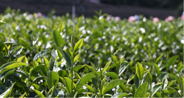 婺源毛尖價格是多少？不同品質(zhì)的茶葉價格原來也有這么多變化