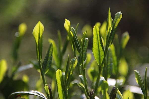 太平猴魁屬于什么茶？快速了解太平猴魁的種類！