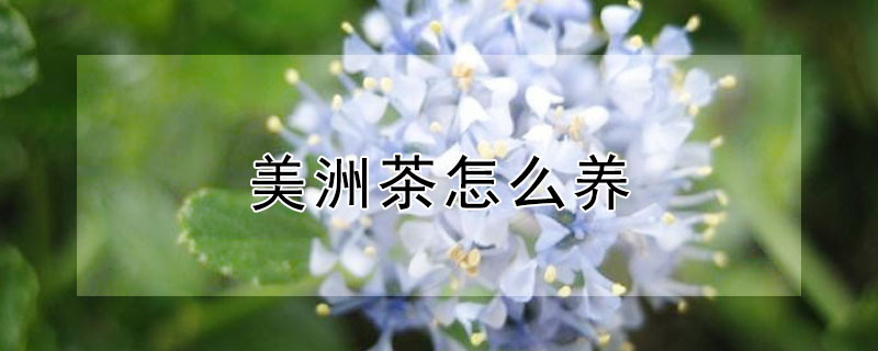 美洲茶怎么養(yǎng)