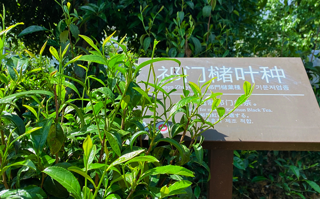 茶葉科普 | 祁門(mén)紅茶