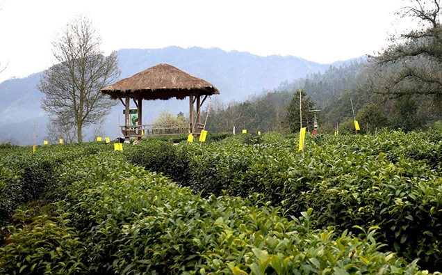 茶葉科普 | 祁門(mén)紅茶