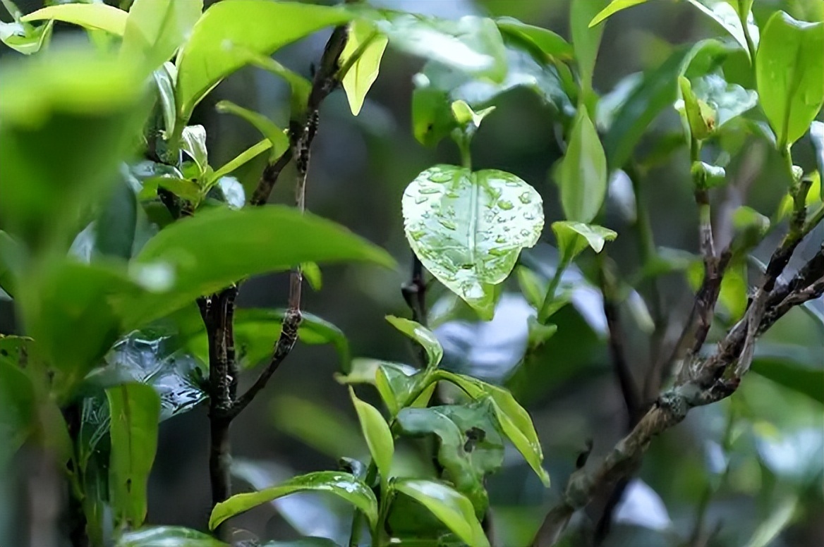 全國哪的茶葉最好喝？經篩選，這4地茶名列前茅，你喝過幾個？