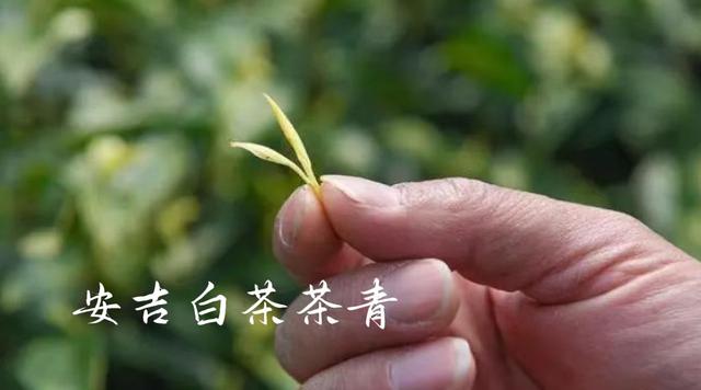 綠茶丨安吉白茶，明明是綠茶，為什么叫白茶？