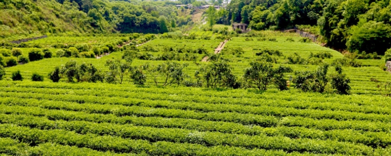 峽州碧峰產(chǎn)地