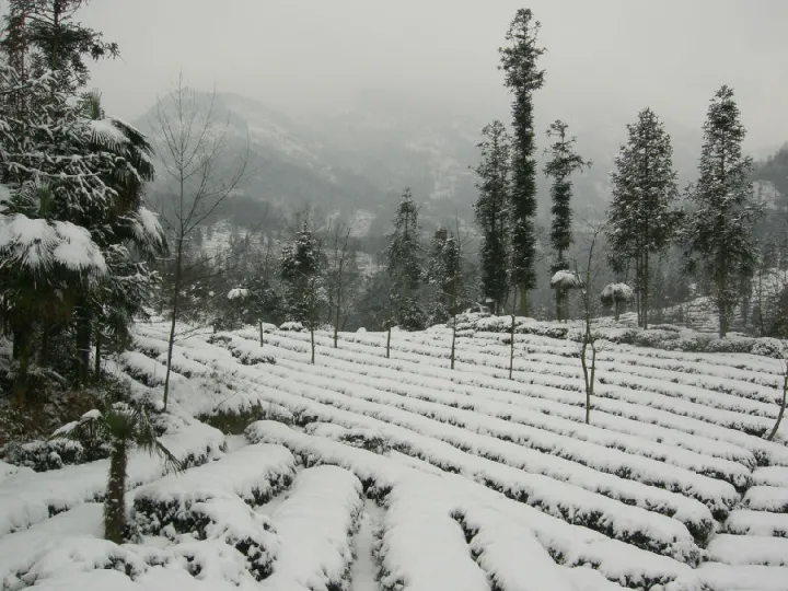 茶葉科普 | 峨眉雪芽