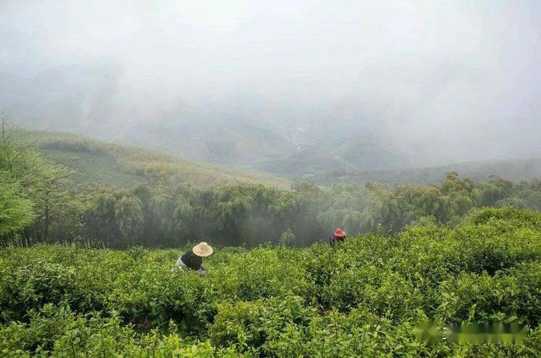 茶知識(shí)：莫干黃芽