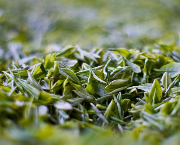 常喝白毫銀針茶好處多多_明目降火沁透心肺